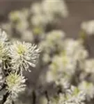 Großer Federbuschstrauch - Fothergilla major