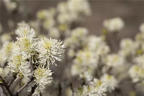 Großer Federbuschstrauch - Fothergilla major