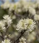 Großer Federbuschstrauch - Fothergilla major