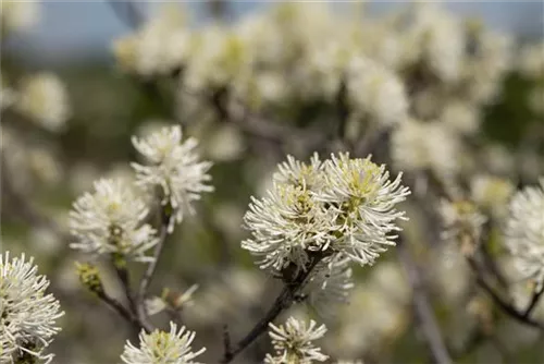 Großer Federbuschstrauch - Fothergilla major