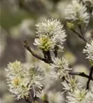 Großer Federbuschstrauch - Fothergilla major