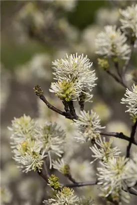 Großer Federbuschstrauch - Fothergilla major