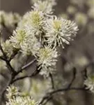 Großer Federbuschstrauch - Fothergilla major