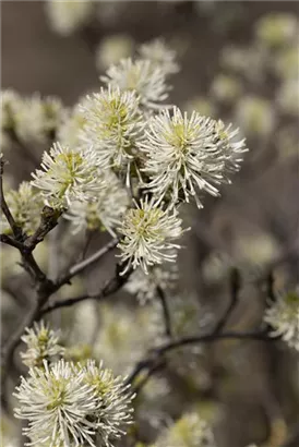 Großer Federbuschstrauch - Fothergilla major