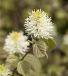 Großer Federbuschstrauch - Fothergilla major