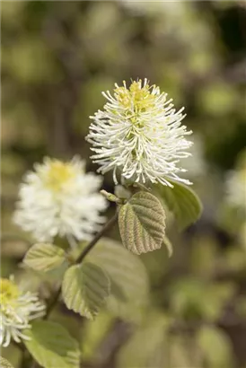 Großer Federbuschstrauch - Fothergilla major