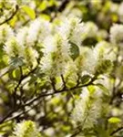 Großer Federbuschstrauch - Fothergilla major