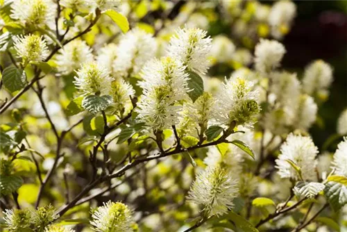 Großer Federbuschstrauch - Fothergilla major