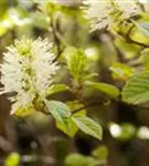 Großer Federbuschstrauch - Fothergilla major