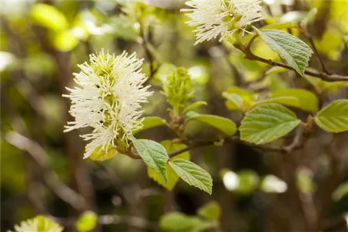 Großer Federbuschstrauch - Fothergilla major