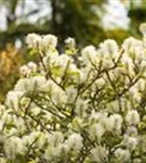 Großer Federbuschstrauch - Fothergilla major