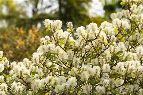 Großer Federbuschstrauch - Fothergilla major