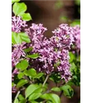 Meyer's Flieder 'Palibin' - Syringa meyeri 'Palibin'