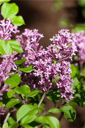 Meyer's Flieder 'Palibin' - Syringa meyeri 'Palibin'