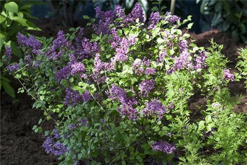 Meyer's Flieder 'Palibin' - Syringa meyeri 'Palibin'