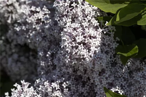 Meyer's Flieder 'Palibin' - Syringa meyeri 'Palibin'