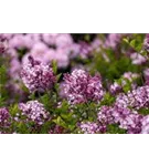 Meyer's Flieder 'Palibin' - Syringa meyeri 'Palibin'