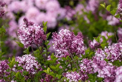 Meyer's Flieder 'Palibin' - Syringa meyeri 'Palibin'