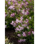 Meyer's Flieder 'Palibin' - Syringa meyeri 'Palibin'