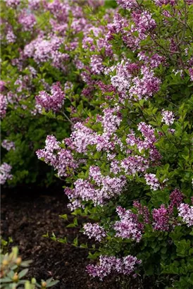 Meyer's Flieder 'Palibin' - Syringa meyeri 'Palibin'