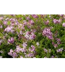 Meyer's Flieder 'Palibin' - Syringa meyeri 'Palibin'