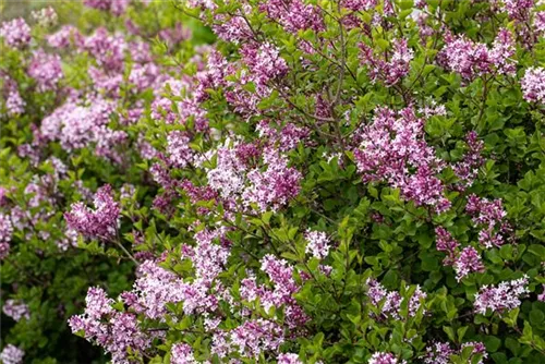 Meyer's Flieder 'Palibin' - Syringa meyeri 'Palibin'