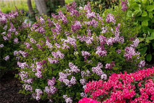 Meyer's Flieder 'Palibin' - Syringa meyeri 'Palibin'