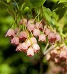 Prachtglocke - Enkianthus campanulatus