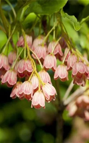 Enkianthus campanulatus