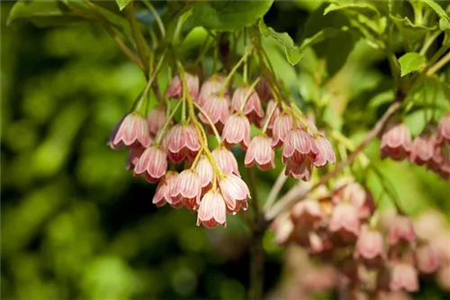 Prachtglocke - Enkianthus campanulatus