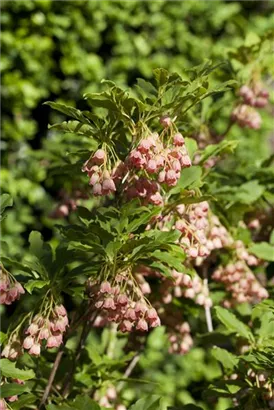 Prachtglocke - Enkianthus campanulatus