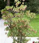 Prachtglocke - Enkianthus campanulatus