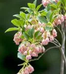 Prachtglocke - Enkianthus campanulatus