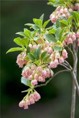 Prachtglocke - Enkianthus campanulatus