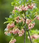 Prachtglocke - Enkianthus campanulatus