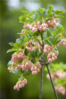 Prachtglocke - Enkianthus campanulatus