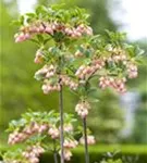 Prachtglocke - Enkianthus campanulatus