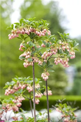 Prachtglocke - Enkianthus campanulatus