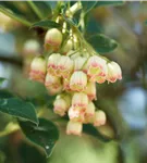 Prachtglocke - Enkianthus campanulatus