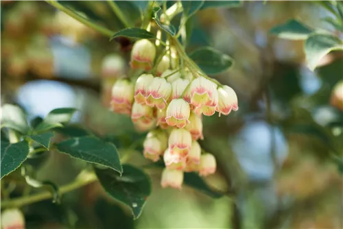 Prachtglocke - Enkianthus campanulatus