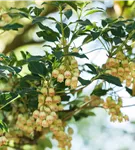 Prachtglocke - Enkianthus campanulatus