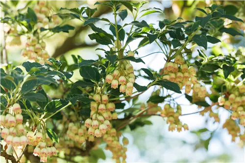 Prachtglocke - Enkianthus campanulatus