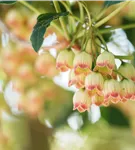 Prachtglocke - Enkianthus campanulatus