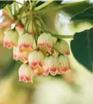 Prachtglocke - Enkianthus campanulatus