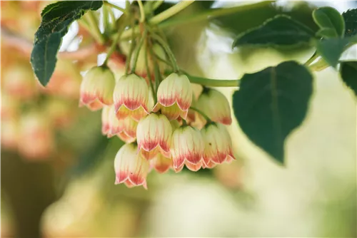 Prachtglocke - Enkianthus campanulatus