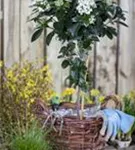 Lorbeer-Schneeball - Viburnum tinus