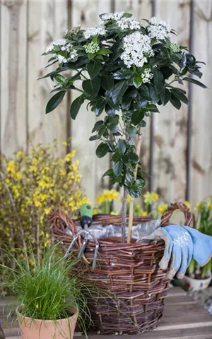 Viburnum tinus