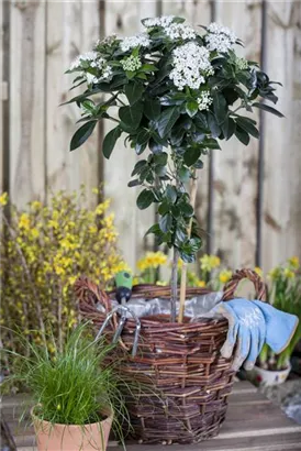 Lorbeer-Schneeball - Viburnum tinus