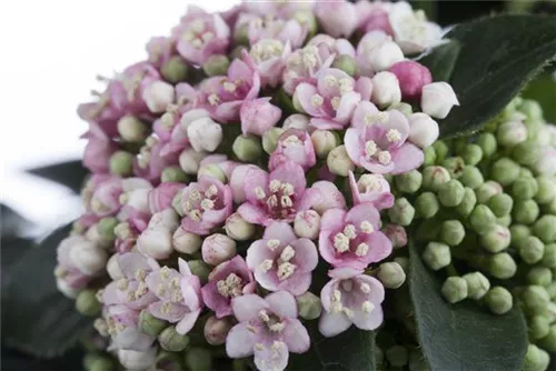 Lorbeer-Schneeball - Viburnum tinus