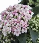 Lorbeer-Schneeball - Viburnum tinus